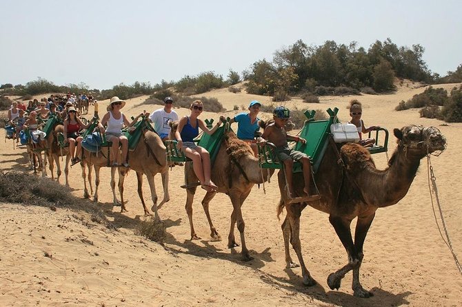 Camel Riding In Maspalomas Dunes Exploring The Maspalomas Dunes