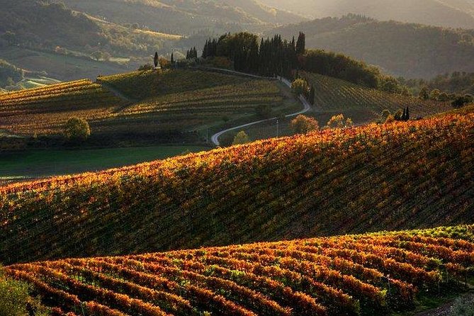 Chianti Half-Day Wine Tour in the Tuscans Hills From Pisa