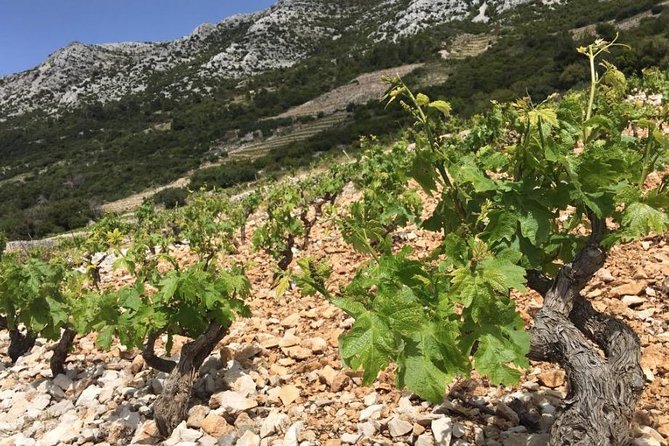 Classic Tour With Wine Tastings From Dubrovnik Overview Of The Tour