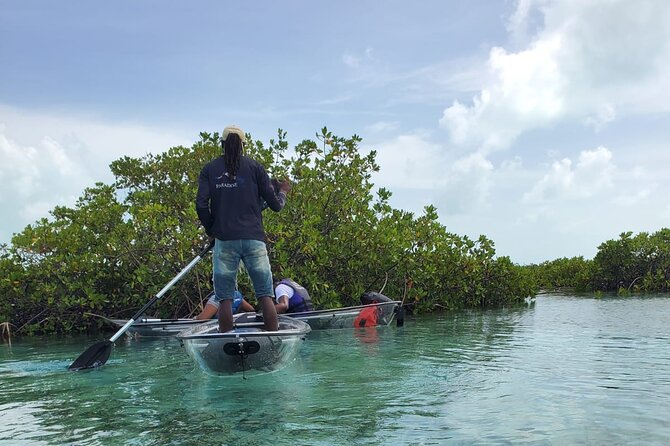 Clear Kayak Mangrove Eco Tour Tour Overview