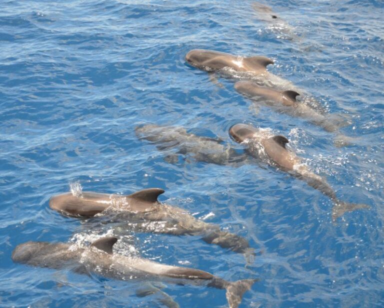 Costa Adeje: Private Whale And Dolphin Watching Tour Tour Overview