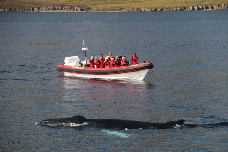 Dalvík: Whale Watching Speedboat Tour Tour Overview