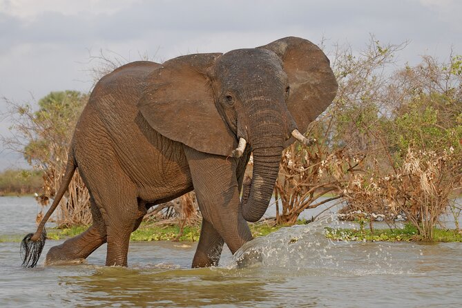 Day Safari Tour To Selous Game Reserve From Zanzibar Overview Of The Day Safari