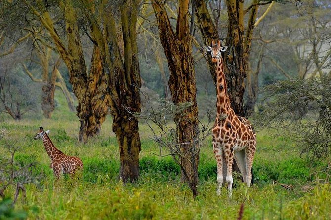 Day Tour To Lake Nakuru Park With Optional Boat Ride on Lake Naivasha - Tour Highlights