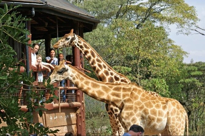 Day Tour to Nairobi National Park and Giraffe Center