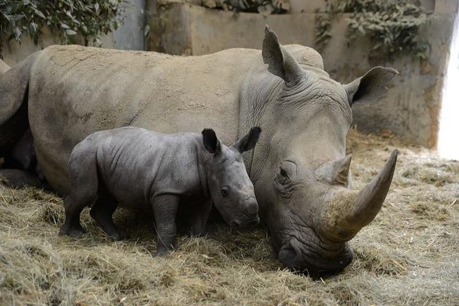 Day Tour to Ol Pejeta Conservancy - Tour Overview