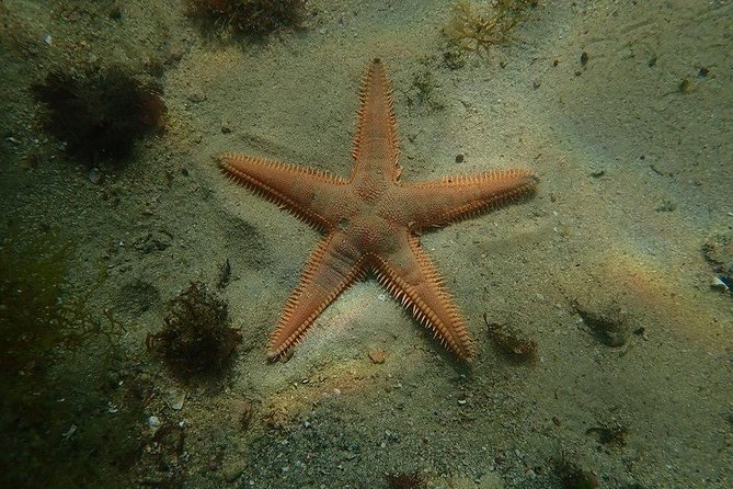 Discover Scuba Diving Course in Marine Reserve Near Lisbon - Included Scuba Gear