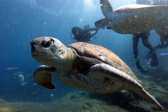 Discover Scuba Diving Experience in Turtle Habitat