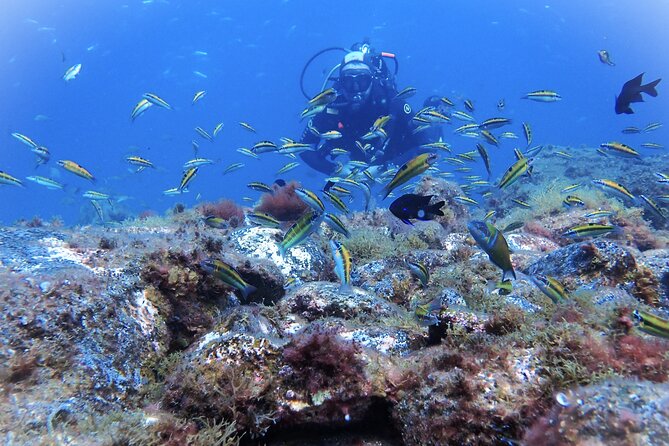 Discover Scuba Diving, Tenerife. Photos And Videos Included Overview Of The Experience