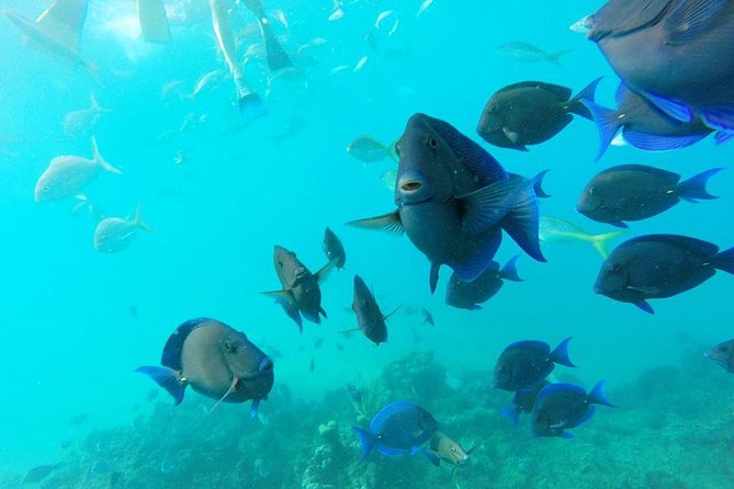 Discover Sosuas Underwater World & Beach Day Snorkeling Locations And Guides