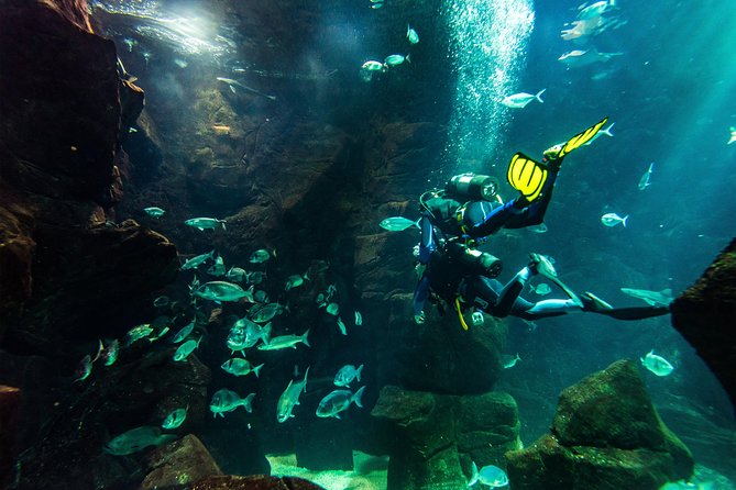 Diving in the Madeira Aquarium