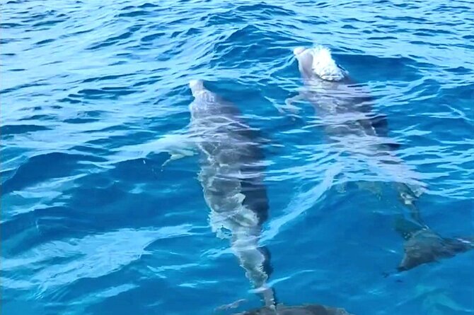 Dolphin Museum And Wild Dolphins Land And Sea Adventure Meeting And Pickup