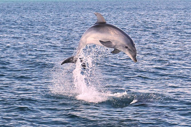 Dolphin Search Dolphin Quest Tour Details