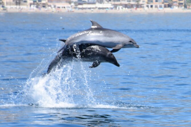 Dolphin Sightseeing Boat Tour From Benalmadena - Sustainability and Certifications