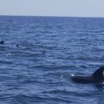 Dolphin Watching And Boat Tour In Sesimbra Overview Of The Experience