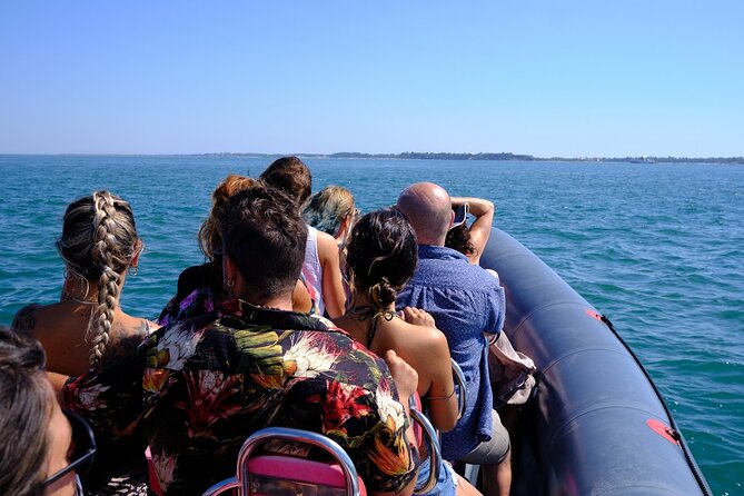 Dolphin Watching In Setúbal What To Expect