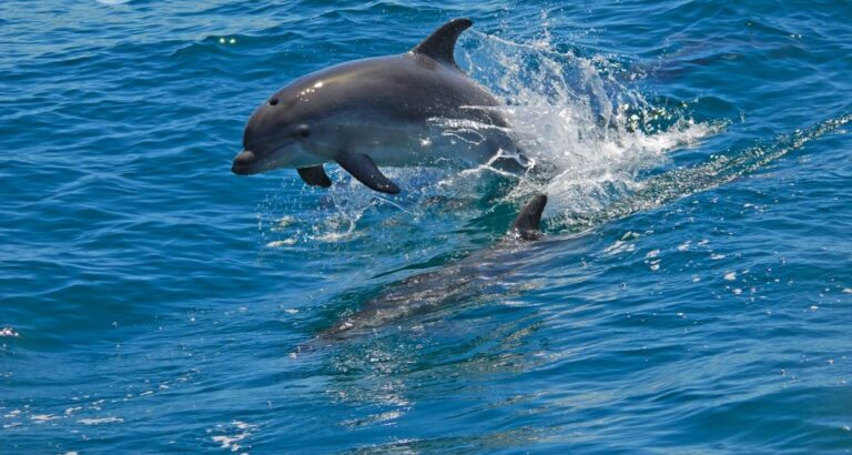 Dolphin Watching In The Wild Half Day Private Tour Tour Details