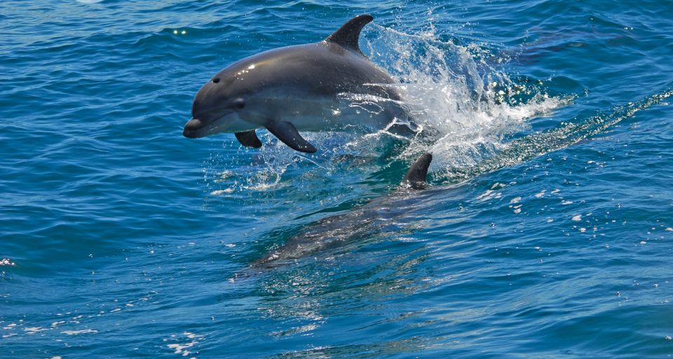 Dolphin Watching in the Wild - Half Day Private Tour - Tour Details