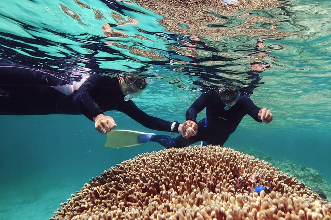 Dolphin Watching & Snorkeling Overview Of The Tour