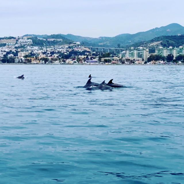 Dolphin Watching Discover Dolphins In Benalmádena