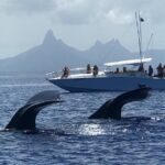 Dolphins Encounter And Whale Watching Overview Of The Tour