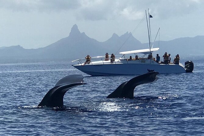 Dolphins Encounter And Whale Watching Overview Of The Tour