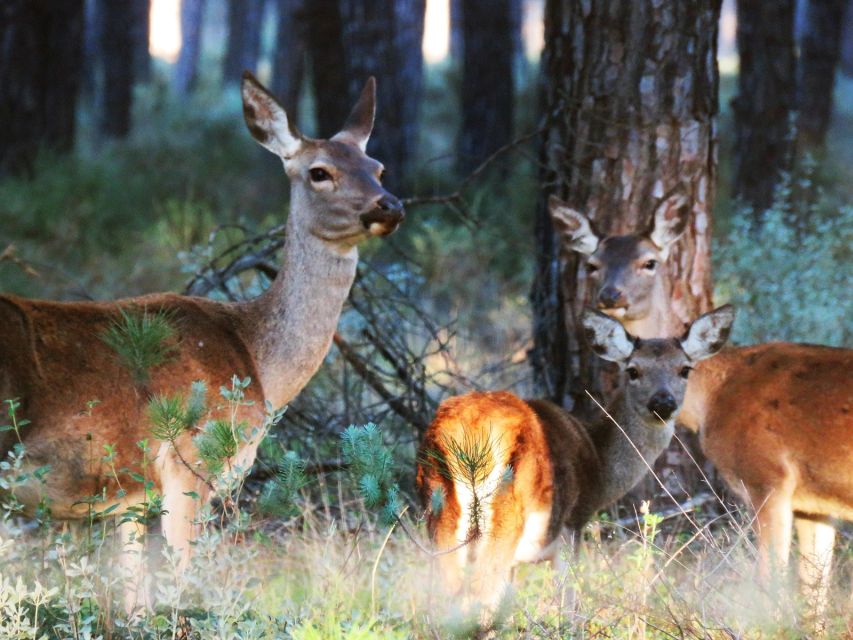 Doñana National Park: 2-Day Tour From Seville - Tour Overview