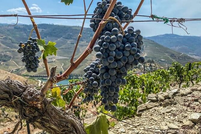 Douro Valley Small Group Tour: 2 Wineries, Lunch, Optional Cruise Inclusions And Highlights