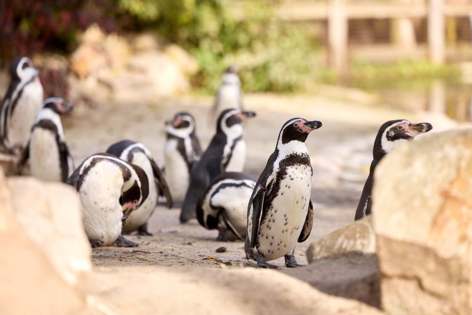 Eindhoven Zoo Entry Ticket - Ticket Pricing and Cancellation