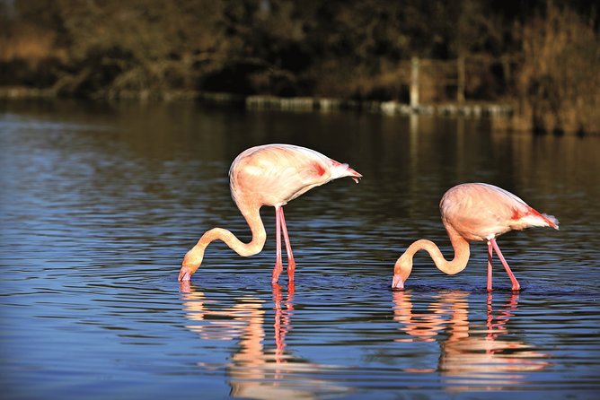 Electric Bike Excursion in Camargue - Explore Camargues Wetland Wonders