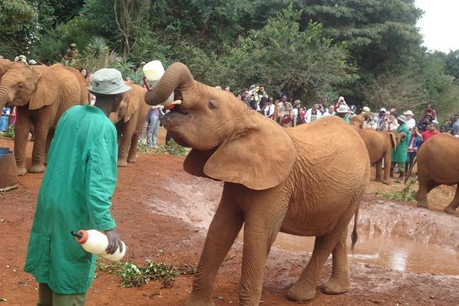 Elephant Orphanage & Giraffe Centre Tour Rehabilitation And Conservation