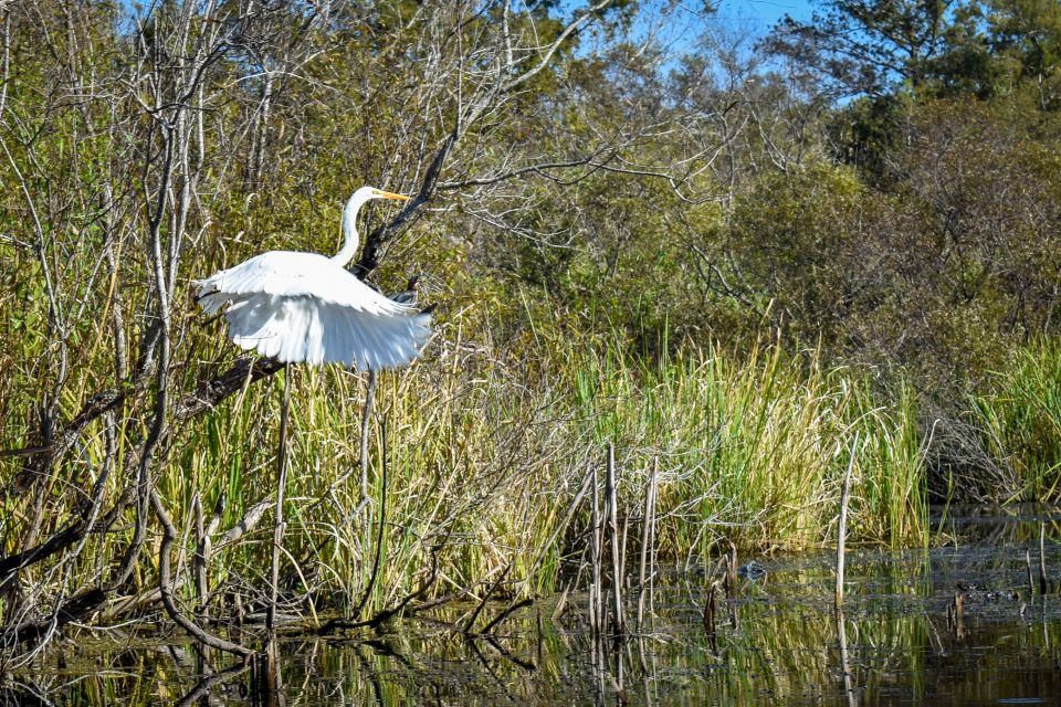 Everglades City: Guided Kayaking Tour of the Wetlands - Tour Overview and Details