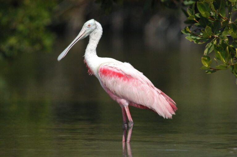 Everglades National Park: Private 2.5 Hour Photo Safari Tour Overview