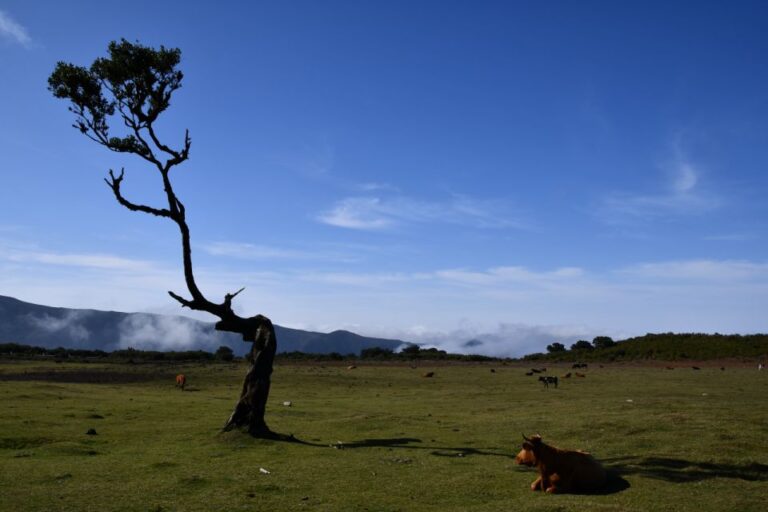 Final Tour By Overland Madeira Tour Overview