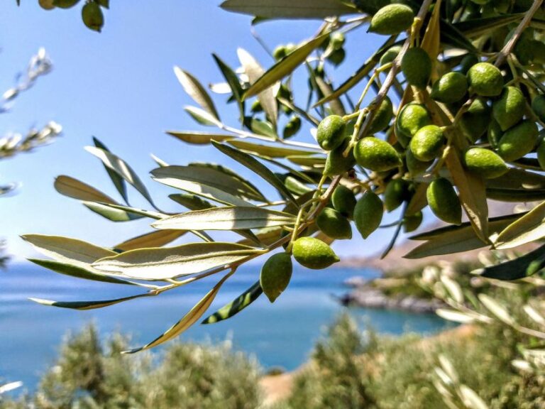 Five Days Of Culinary Exploration In Laconias Peloponnese Overview And Pricing