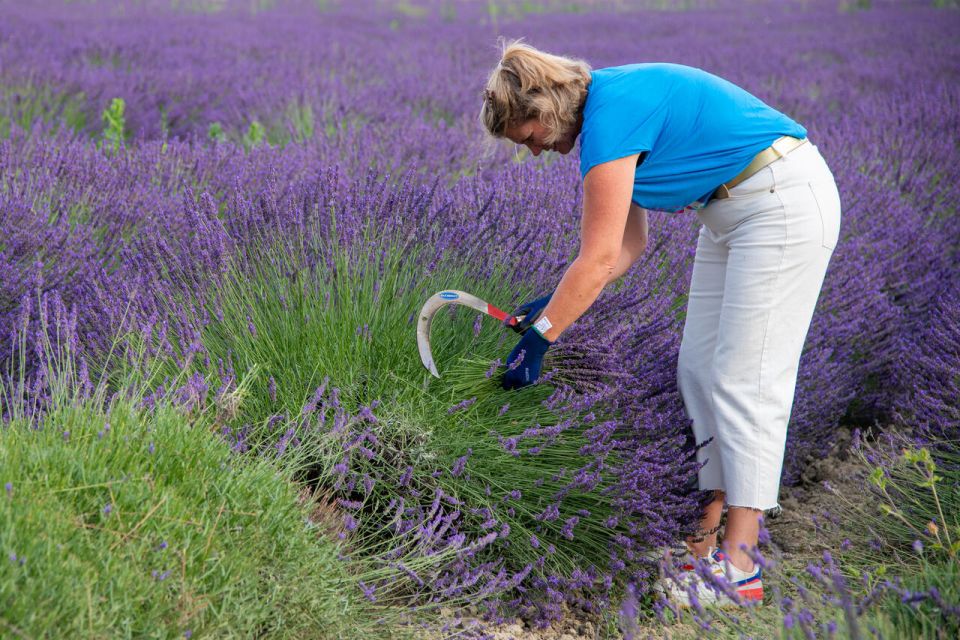 Flowers Picking and Essential Oil Distillation Workshop - Activity Details