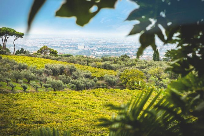 Frascati Wine Tasting Tour: The Flavors Of The Roman Countryside Exploring Historic Frascati Winemaking