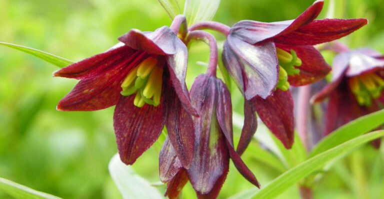 From Anchorage: Chugach State Park Walk With Naturalist Activity Overview