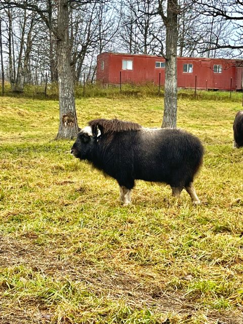 From Anchorage: Scenic Drive And Guided Musk Ox Farm Tour Itinerary Overview