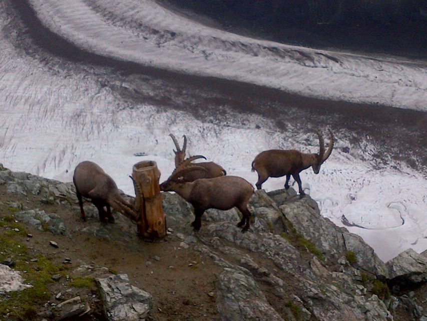 From Basel: Zermatt and Mt. Gornergrat Small Group Tour - Tour Overview