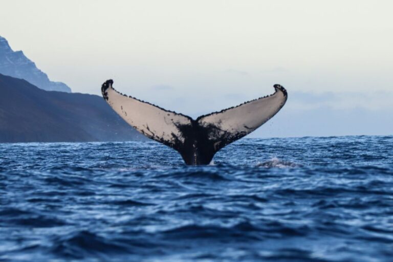 From Dalvik: Arctic Whale Watching in Northern Iceland