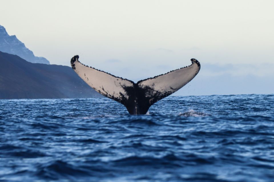 From Dalvik: Arctic Whale Watching in Northern Iceland - Activity Overview