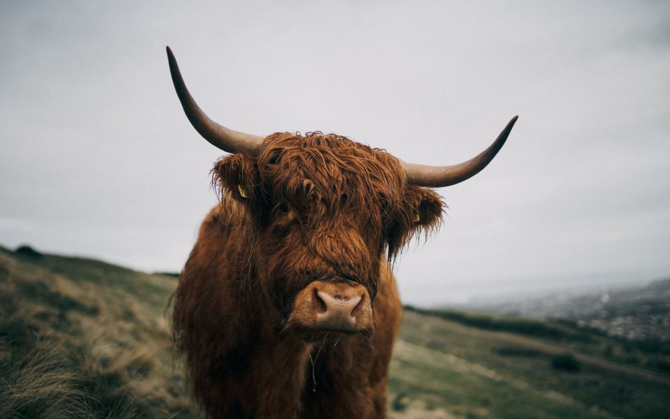 From Edinburgh: Scottish Highlands Full-Day Trip - Queensferry Crossing: Iconic Bridges