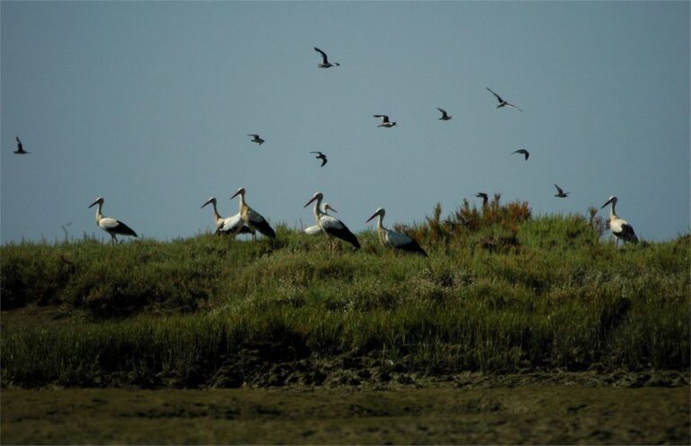 From Faro: 2 Hour Guided Bird Watching Boat Trip Trip Overview