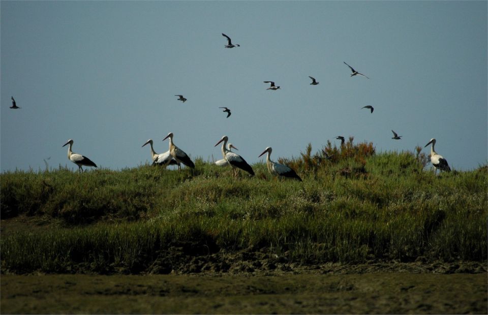 From Faro: 2-Hour Guided Bird Watching Boat Trip - Trip Overview