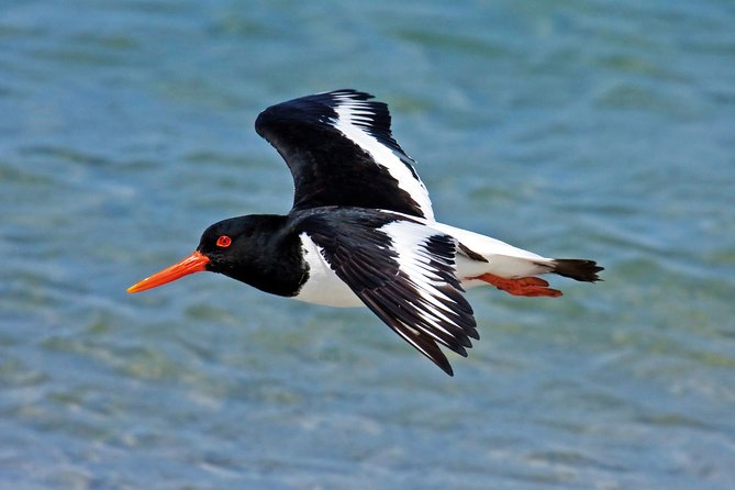 From Faro: Ria Formosa Eco Tour Guided by Marine Biologist - Overview of Ria Formosa Natural Park