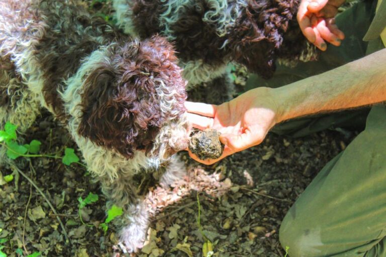 From Florence: Truffle Hunting With Lunch & Transportation Tour Overview