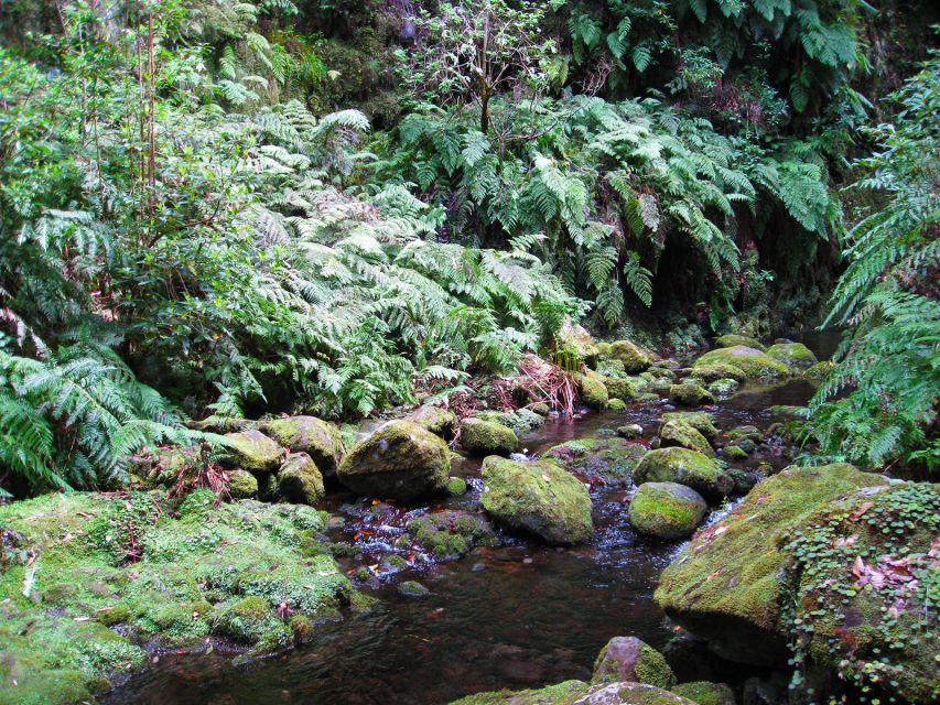 From Funchal: São Jorge Valleys Levada Walk - Activity Details