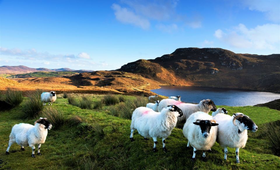 From Galway: Castles of Connemara Full-Day Tour - Tour Overview