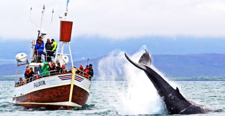 From Húsavík: Traditional Whale Watching Tour
